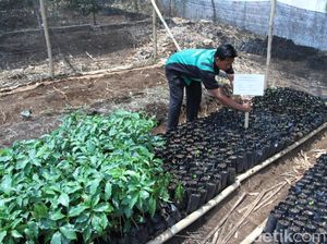 SMK di Sumedang Terapkan Budidaya Kopi dalam Mata Pelajaran SMK di Sumedang Terapkan Budidaya Kopi dalam Mata Pelajaran