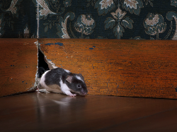 Tips Jitu Cara Mengusir Tikus di Rumah