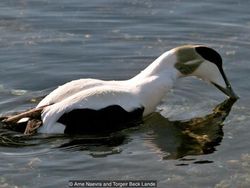 Karena Unggas Jalan-jalan, Antar Tetangga di Kudus Saling Cekik