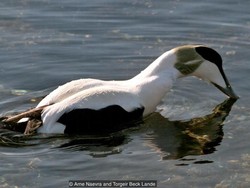 Karena Unggas Jalan-jalan, Antar Tetangga di Kudus Saling Cekik