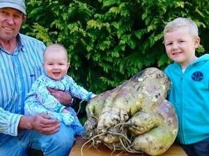 Petani Tasmania Hasilkan Lobak Terbesar di Dunia Beratnya 18,36 Kg