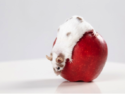 Yuk, Ketahui Cara Mengusir Tikus Agar Makanan Tetap Sehat