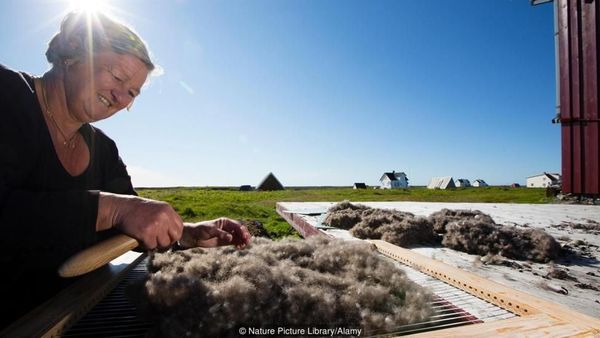 Potret Bulu Seharga Rp 226 Juta