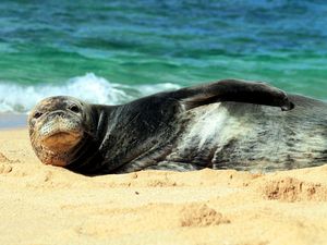 Gemas, Singa Laut Juga Bisa Membajak Kapal Gemas, Singa Laut Juga Bisa Membajak Kapal