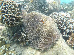 Berjumpa Ikan Nemo di Probolinggo