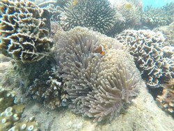 Berjumpa Ikan Nemo di Probolinggo