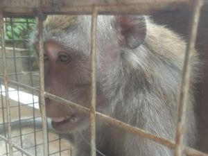 Gigit Anak hingga Nenek-nenek, Monyet Liar di Bekasi Ditangkap