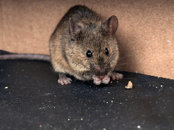 Ketahui Cara Mengusir Tikus Agar Terhindar dari Penyakit Ini