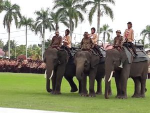 3 Gajah Jinak Ikut Kemah Pramuka Petikawan di Riau