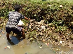 Bangkai Ayam yang Penuhi Saluran Air di Baleendah Dibersihkan