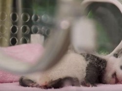Ibu Panda Harus Ditipu Agar Bayi Kembar yang Dilahirkan Selamat