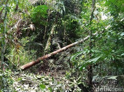 Sensasi Nyeker di Hutan Tapal Batas, Dipandu Agung Berkaki Empat