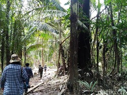 Pepohonan Ditebang dan Hewan Diburu di Hutan Perbatasan