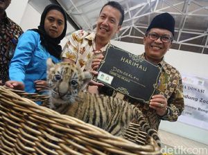 Belum Makan Daging, Bayi Harimau Donggalah Masih Diberi Susu Belum Makan Daging, Bayi Harimau Donggalah Masih Diberi Susu