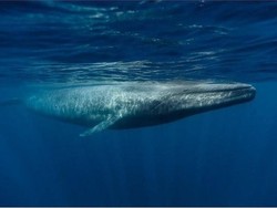 Terbesar di Dunia, Paus Biru Jauh Lebih Besar dari Dinosaurus