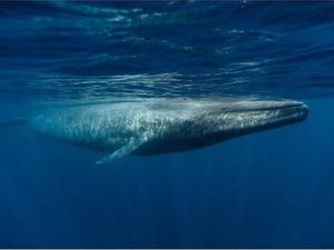 Terbesar di Dunia, Paus Biru Jauh Lebih Besar dari Dinosaurus Terbesar di Dunia, Paus Biru Jauh Lebih Besar dari Dinosaurus