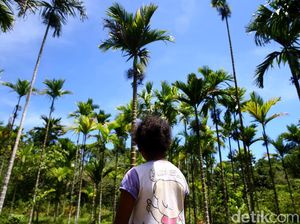 Aksi Komunitas yang Menjaga Cagar Alam Pegunungan Cycloop
