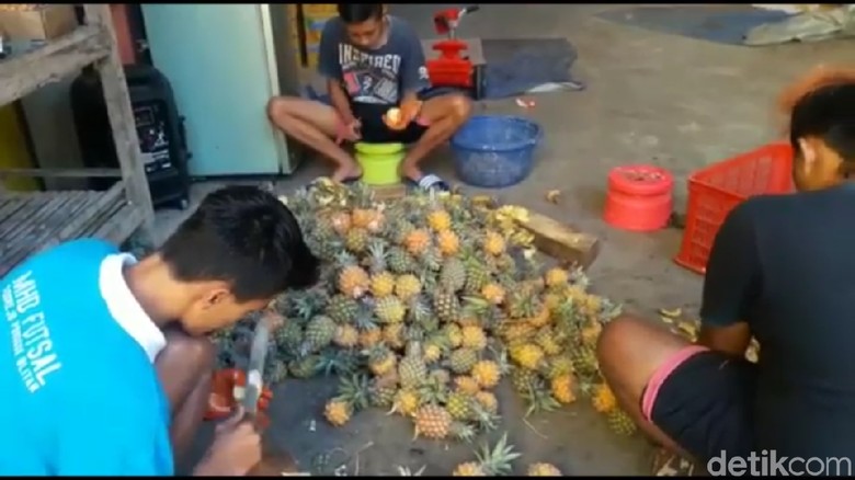 Cerdas melihat peluang bisnis akan mendatangkan laba bagus dan memuaskan Nanas Kuntet Nanas Kuntet, Kecil Tapi Bikin Tebal Isi Dompet