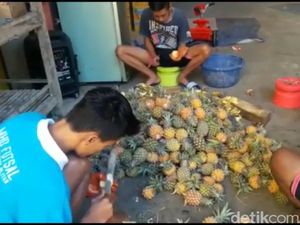 Nanas Kuntet, Kecil Tapi Bikin Tebal Isi Dompet