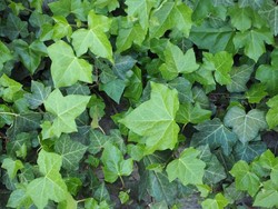 Mengenal Daun Ivy, Tanaman Hias yang Bisa Meredakan Batuk