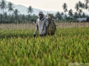 Mengintip Panen Perdana Bebas Pestisida di Oku Timur Mengintip Panen Perdana Bebas Pestisida di Oku Timur