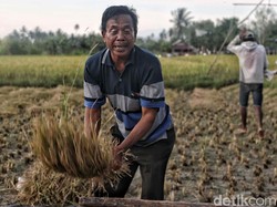 Data Produksi Beras Salah Sejak 1997, BPS: Bukan Satu-satunya Acuan