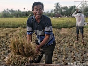 Panen Padi saat Musim Hujan, Ini Prediksi Beras yang Dihasilkan Panen Padi saat Musim Hujan, Ini Prediksi Beras yang Dihasilkan