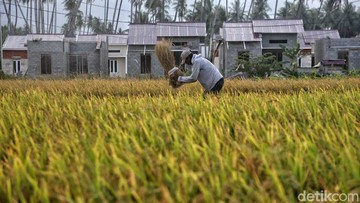 Petani Untung, Nelayan Merugi: Rupiah di Ujung Tanduk?
