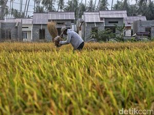 BPS Catat Nilai Tukar Petani Naik, tapi Nelayan Turun