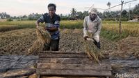 Petani Sigi Panen Padi Usai Gempa