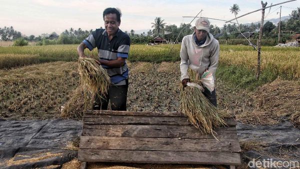 Petani Sigi Panen Padi Usai Gempa