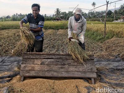 Petani Sigi Panen Padi Usai Gempa
