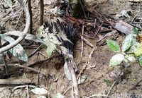 Pepohonan Ditebang dan Hewan Diburu di Hutan Perbatasan