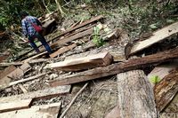 Pepohonan Ditebang dan Hewan Diburu di Hutan Perbatasan