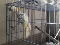 Kakatua Jambul Kuning Diserahkan ke BKSDA Jember, Begini Kondisinya