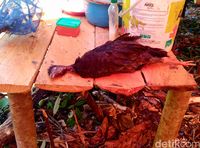 Pepohonan Ditebang dan Hewan Diburu di Hutan Perbatasan