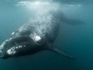 Cuma Tersisa 450 Ekor, Bagaimana Mendorong Paus Melakukan Seks? Cuma Tersisa 450 Ekor, Bagaimana Mendorong Paus Melakukan Seks?