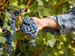 5 Buah Favorit Nabi Muhammad SAW Ini Bisa Tingkatkan Imunitas