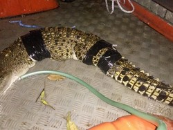 3 Buaya di Sungai Cileungsi Resahkan Warga, Baru Seekor Ditangkap