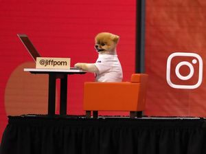 Anjing Selebgram Ini Dapat Ratusan Juta Rupiah Sekali Posting