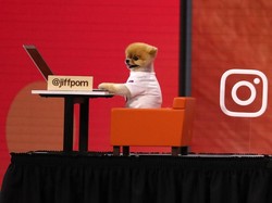 Anjing Selebgram Ini Dapat Ratusan Juta Rupiah Sekali Posting