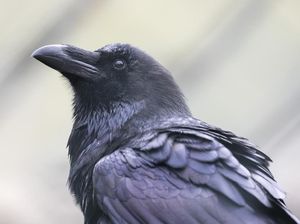 Hii... Tikus hingga Burung Gagak Pernah Jadi Menu Makanan Manusia Hii... Tikus hingga Burung Gagak Pernah Jadi Menu Makanan Manusia