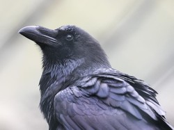 Hii... Tikus hingga Burung Gagak Pernah Jadi Menu Makanan Manusia