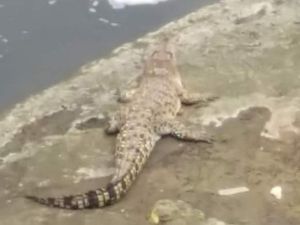 2 Buaya Berkeliaran di Sungai Cileungsi Jenis Muara dan Senyulong 2 Buaya Berkeliaran di Sungai Cileungsi Jenis Muara dan Senyulong