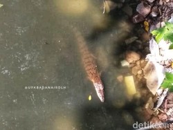 BKSDA DKI Kembali Sisir Kali Gunung Sahari Cari Anak Buaya