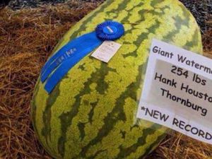 Wouw! Semangka Seberat 115 Kilogram Berhasil Pecahkan Rekor Baru