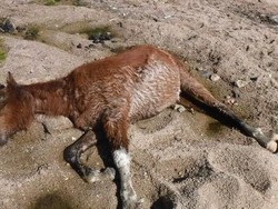 Banyak Kuda Liar Mati di Taman Nasional Australia Akibat Kekeringan