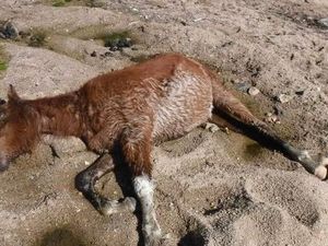 Banyak Kuda Liar Mati di Taman Nasional Australia Akibat Kekeringan Banyak Kuda Liar Mati di Taman Nasional Australia Akibat Kekeringan