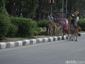 Penampakan Belasan Rusa Berkeliaran di Jalanan Kota Palu