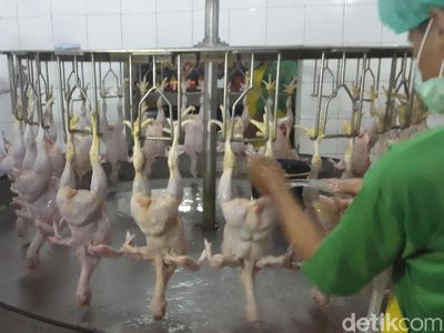 Perjalanan Panjang Daging Ayam Sampai Jadi Lauk Sarapan Pagi Ini